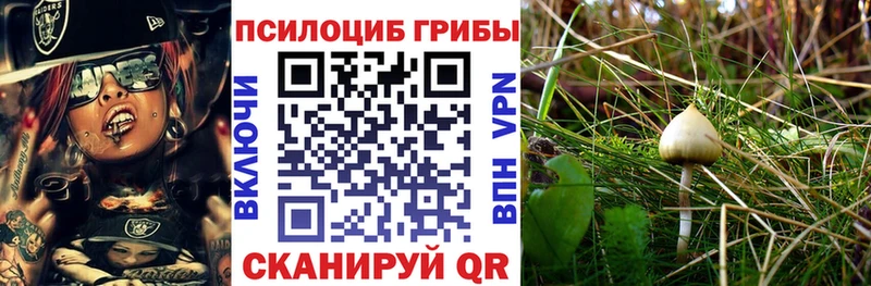 дарк нет наркотические препараты  Котельнич  Галлюциногенные грибы Cubensis  магазин продажи   гидра ТОР 